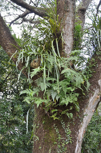 Fern, moss and other plants growing on a tree