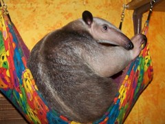 Ori in the hammock