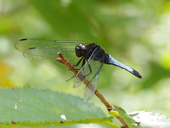 1.	鼎脈蜻蜓，池塘、溪流間常見的蜻蜓，領域性極強。