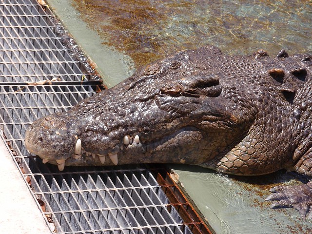 Feeding Croc - Crocosaurus Cove Darwin