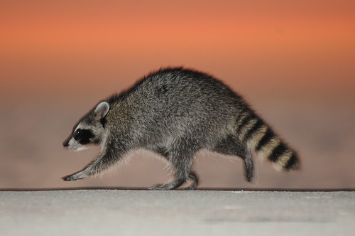 2011 Sunrise Raccoon