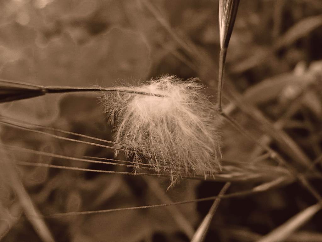 04-02-2012-feather