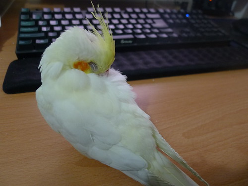 粉圓鳥寶在書桌上睡覺