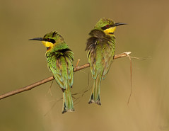 Birds of The Gambia