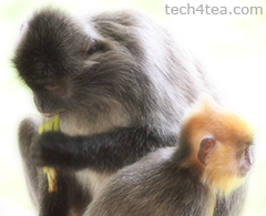 Mother and child silver leafed monkey. Taken with Olympus PEN E-P3 with Soft Focus effect.