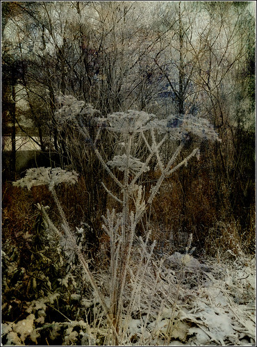 Winter's grip: Hoar frost and Hogweed