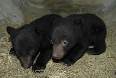 預定野放的幼熊(剛出生約3個多月)。(黃美秀 攝)