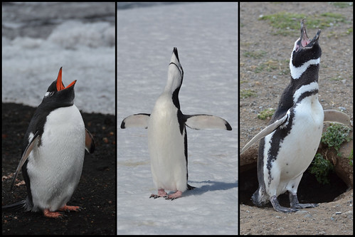 Penguin Calls by PekingDuck (a.k.a. Gordon)
