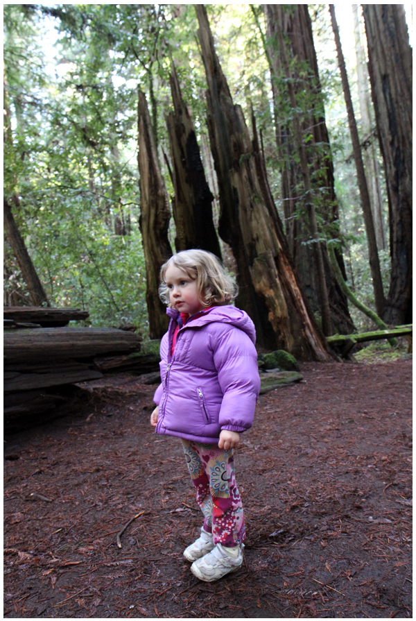 A walk among the redwoods in Armstrong Woods