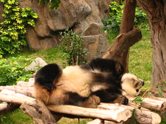 Ocean Park Sleeping Panda