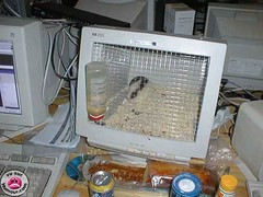 monitor hamster