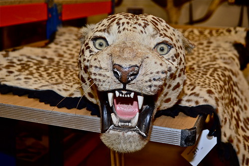A leopard head and skin by the renowned taxidermists Van Ingen of Mysore