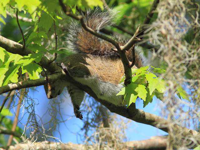 Sleepy and pregnant squirrel 20120131