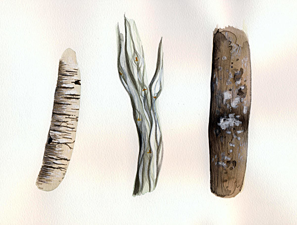 Tree bark textures :: Écorces d'arbres