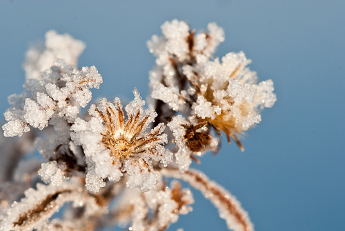 2012 02 05 Morning Frost 033