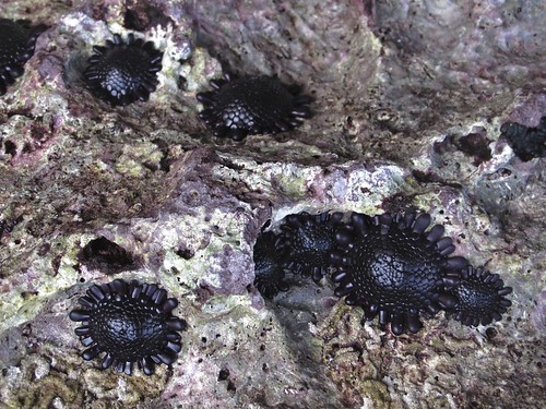 Helmet or Shingle urchins