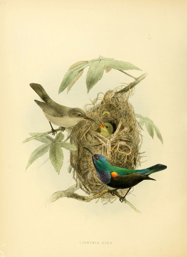 sun-birds book illustration lithograph