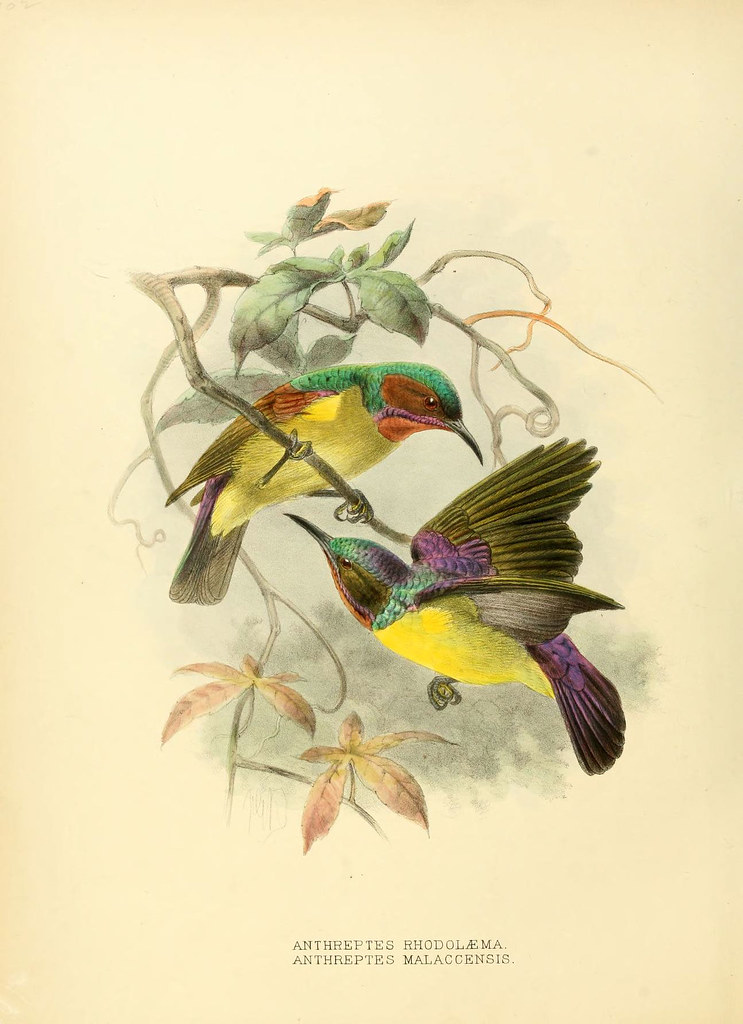 2 illustrations of sun-birds
