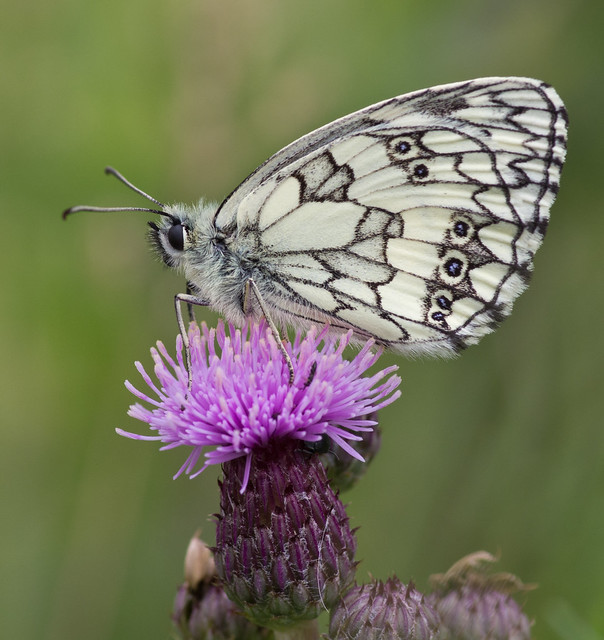 marbled white butterfly 3