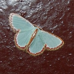 Geometrid moth (Comostola pyrrhogona) (x5)