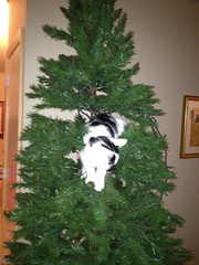 Rory in the tree