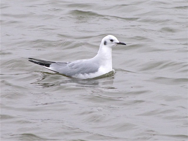 Bonaparte's Gull at Gridley Wastewater Treatment Ponds 12