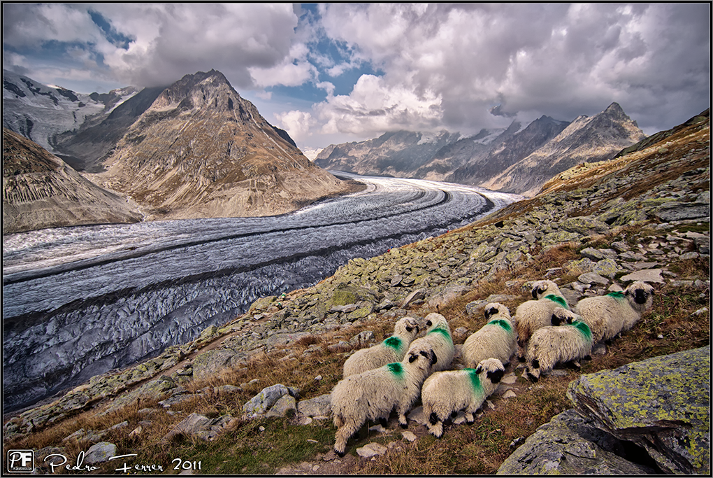 Suiza - Las Montañas - mis ovejas son las verdes