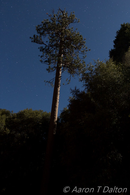 The Tall Pine by Moonlight