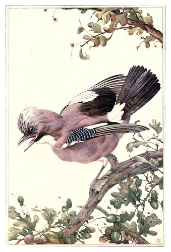 036-Arrendajo- Birds in town & village 1920-Ilustrado por Edward Detmold