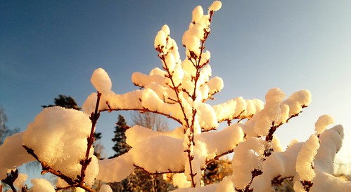 White Gold of Snow by Sunset in Norway #6