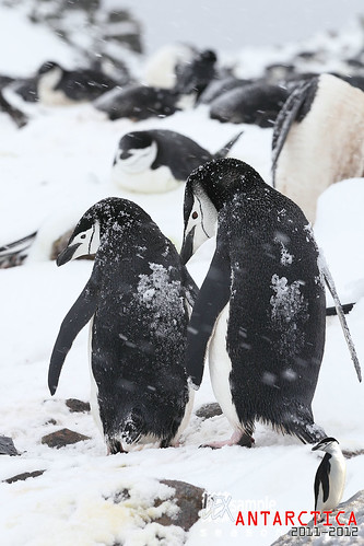 Chinstrap Penguin pair in the snow. Half Moon Island (South Shetland Islands, Antarctic Peninsula) by LEXsample