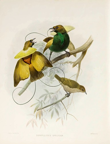 022-Magnifico Ave del Paraiso-A Monograph of the Paradiseidae-1873 D.G. Elliot