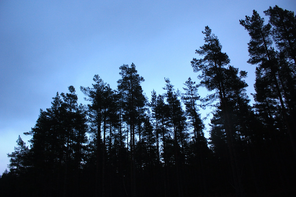 Last light through the pines