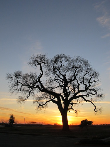 Sunset Oak by eagle69er