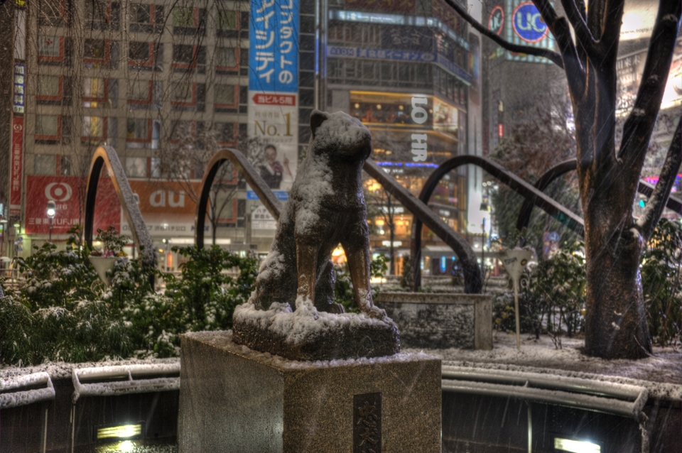 Hachiko looks cold standing out here in the snow