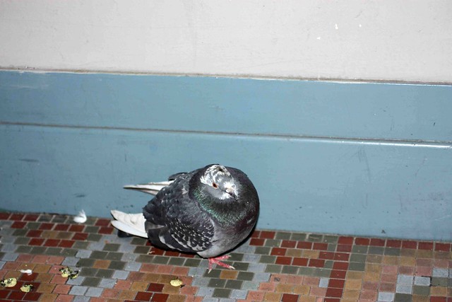 20120119-Pidgeon in my doorway IMG_3692