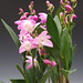 orchids Dendrobium Barry Oda 029