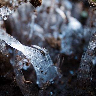Ice Fungi, Ice Needles しもばしら【霜柱】03
