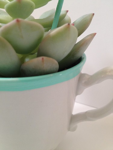 Custom Color Teacup Succulent and Table Number 11