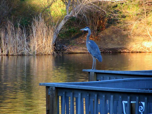 heron at the lake