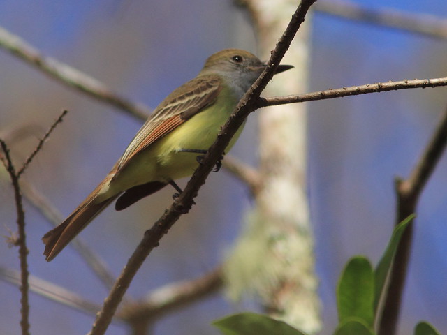 Great Crested Flycatcher 3-20120131