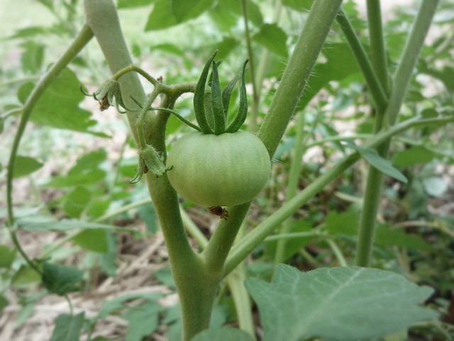 First green tomato