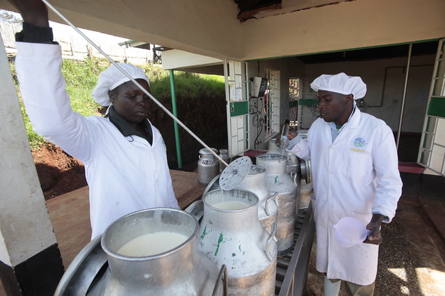 East Africa Dairy Development Project