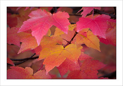 Fall colors - Autunno