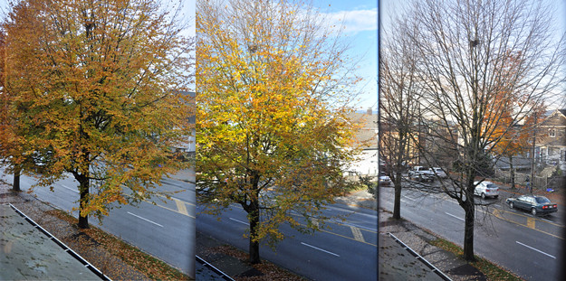 3-stages-of-tree-625