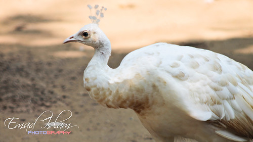 সাদা ময়ুর (White Peafowl) by Emad Islam
