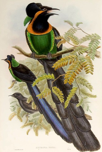 027-Ave del paraiso de gorguera-The birds of New Guinea and the adjacent Papuan islands..1875-1888-Vol I-Gould y Sharpe