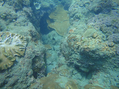 杉原珊瑚雖不少，卻面臨沉積物威脅