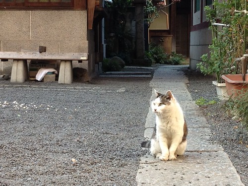 Cat in shrine