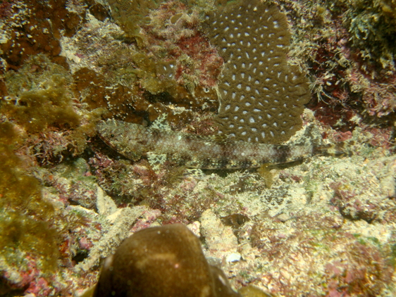 小蜥魚主要棲息於砂泥底質區或珊瑚礁外緣砂地，偶爾也會在平坦的礁岩上發現牠的身影。
